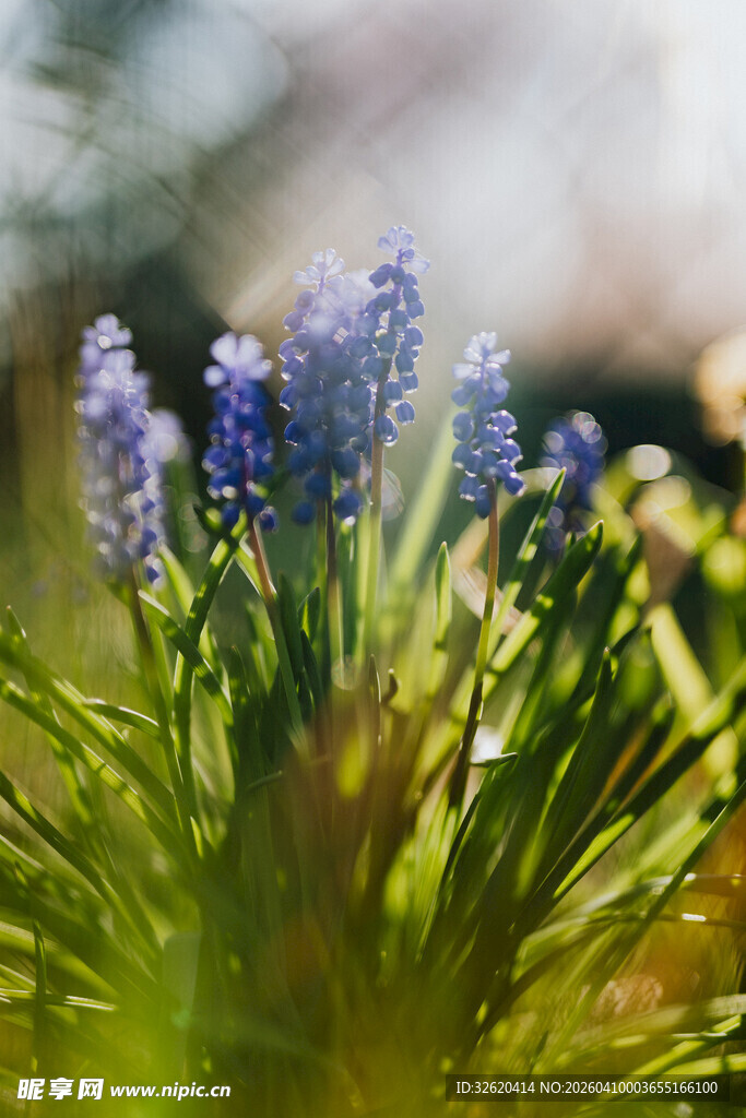 蓝紫色葡萄风信子绽放