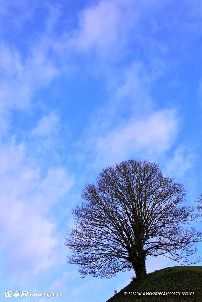 孤树傲立蓝天之下