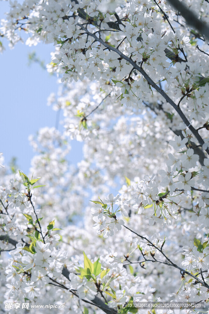 枝头绽放的洁白樱花