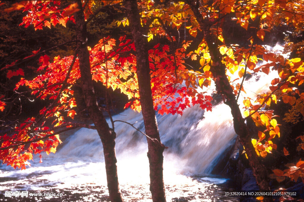 秋日枫林溪流美景