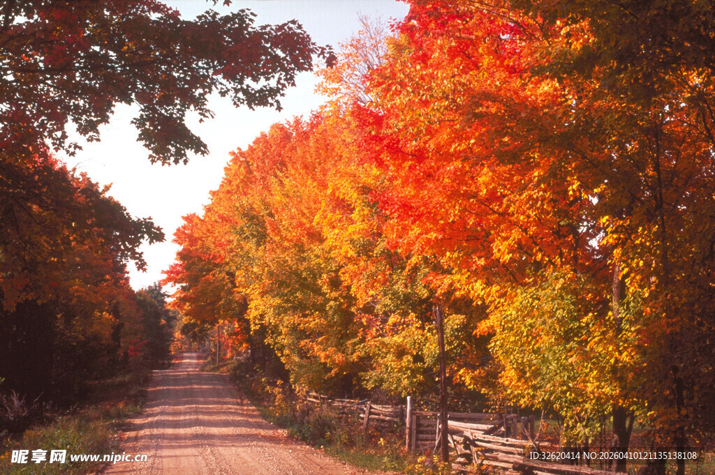 秋日林间小路的斑斓景致