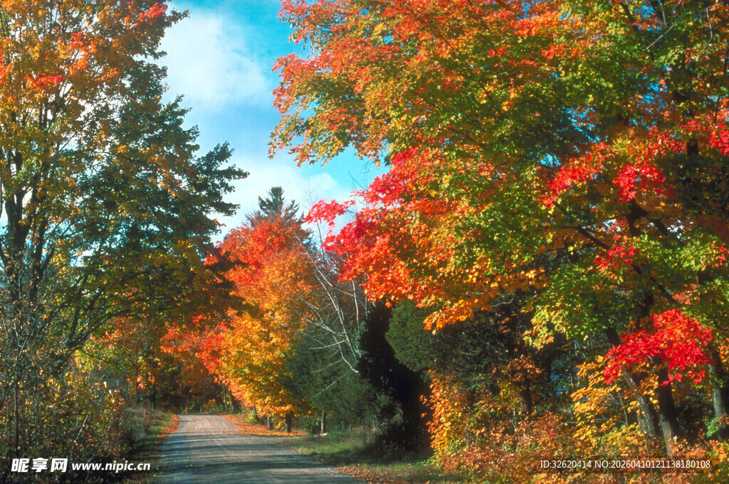 秋日林间小路的绚烂景致