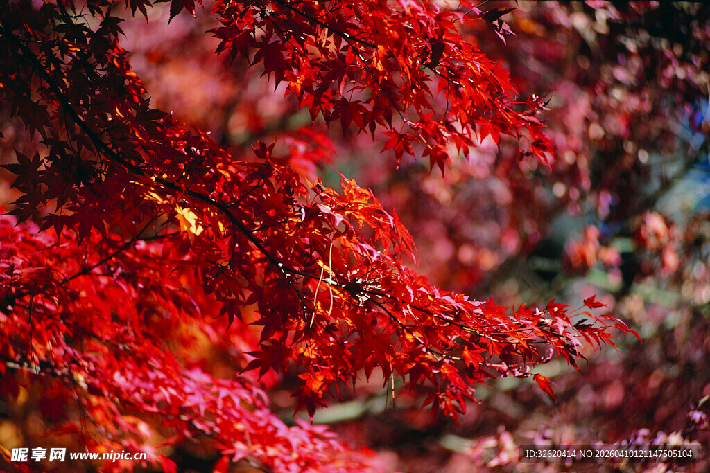 秋日红枫叶景