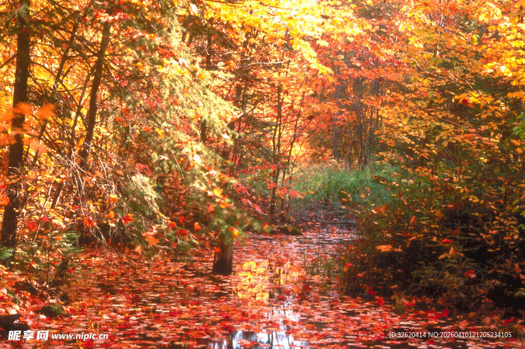 秋日溪流旁的绚烂枫林