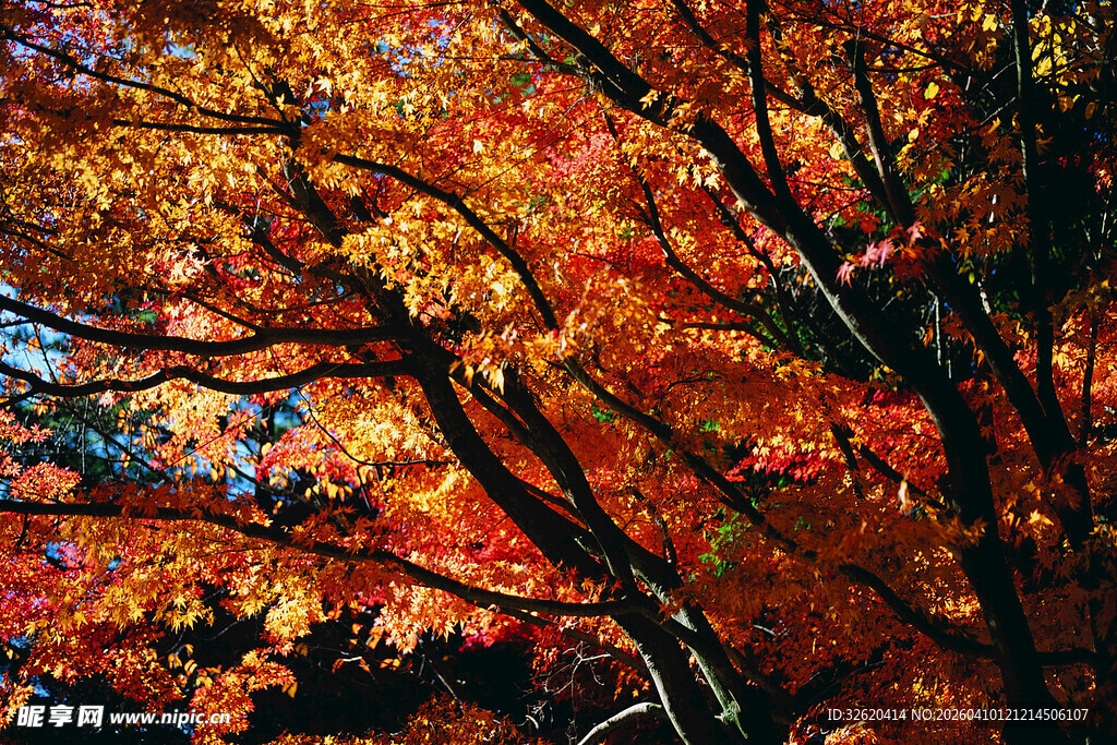 秋日绚烂枫叶树景