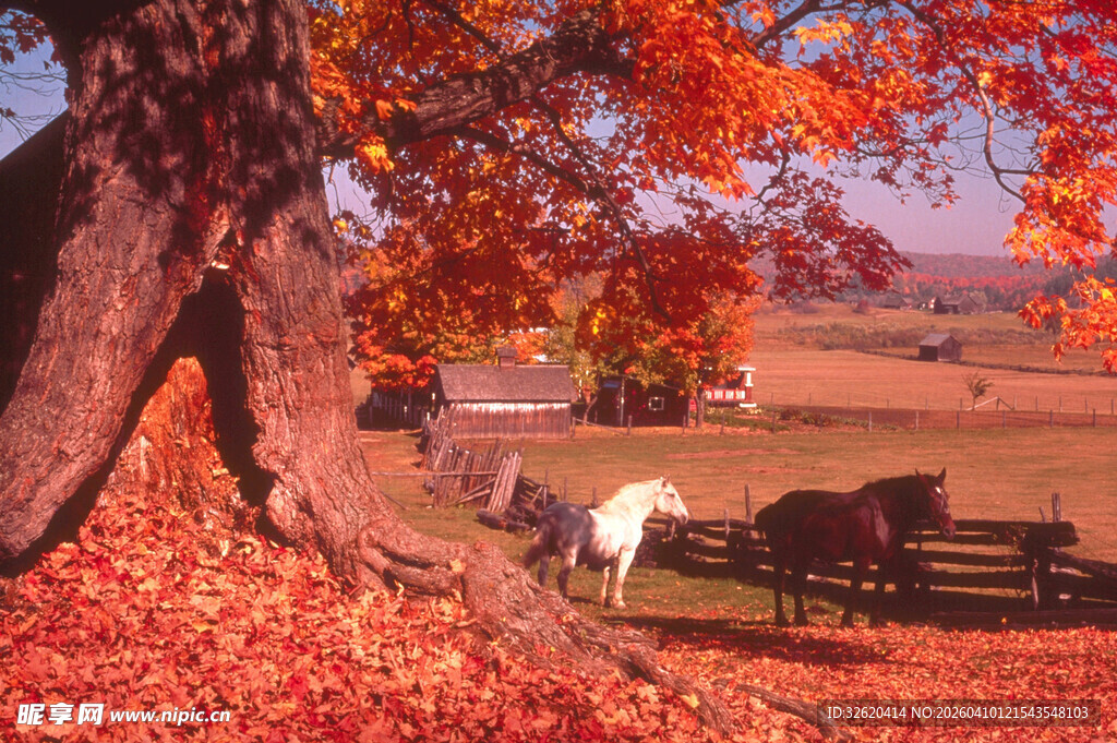 秋日牧场景色