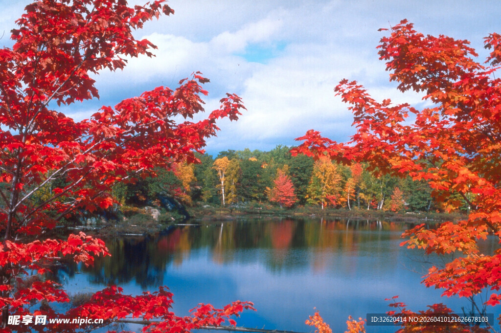 秋日湖畔红叶