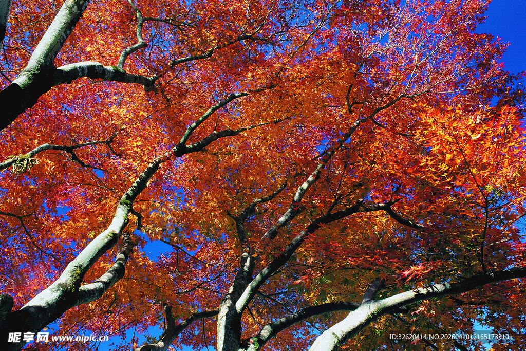 绚烂红叶树枝
