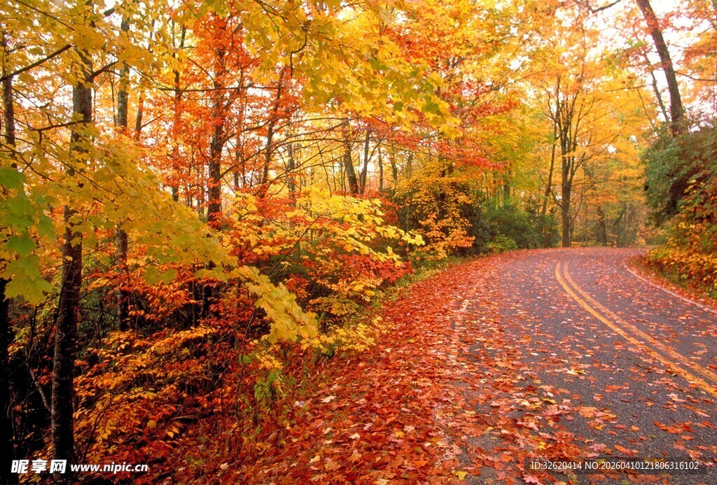 林间铺满落叶的小路