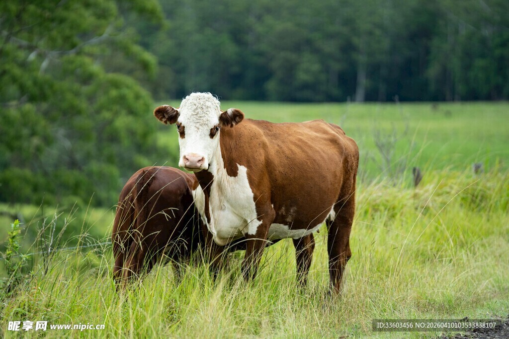 田野中两头牛亲密依偎