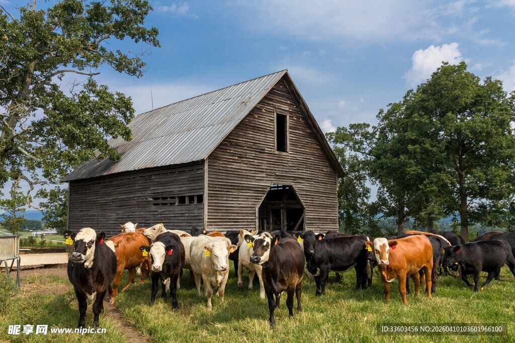 乡村牧场中的牛群与木屋