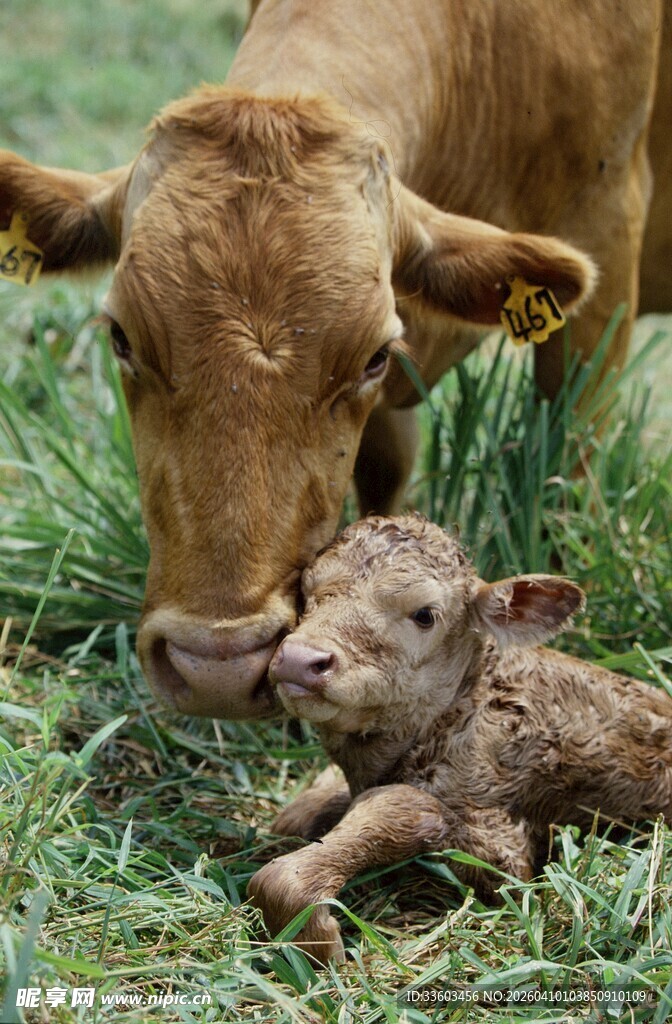 母牛亲昵舔舐新生小牛
