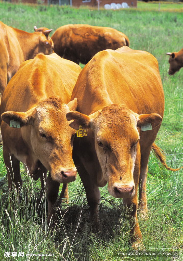 田野中的几头棕色耕牛