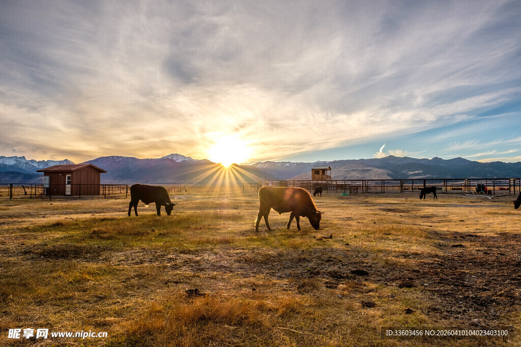草原落日下的马群
