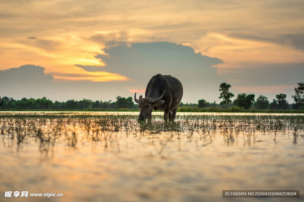 夕阳下耕牛水田劳作图