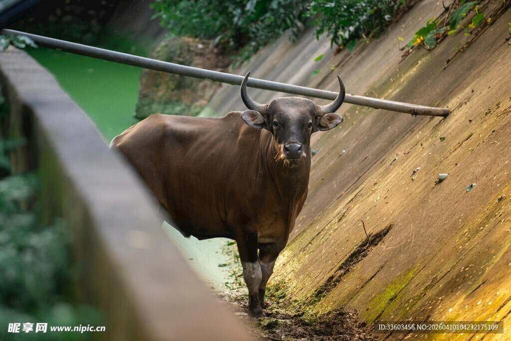 围栏内的长角牛