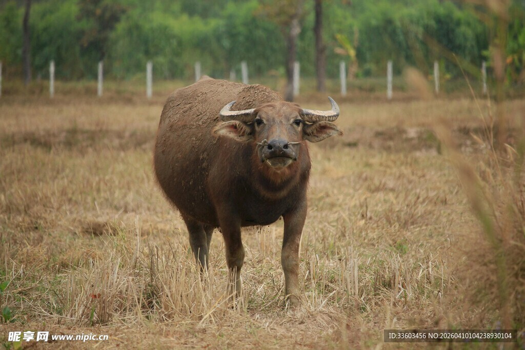 田野中的水牛