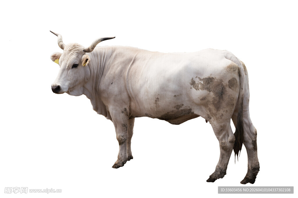 站立的灰白牛