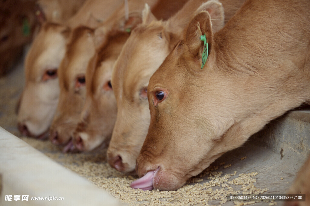 牛群低头进食场景