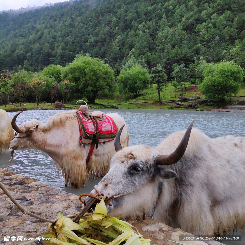 河边休憩的牦牛