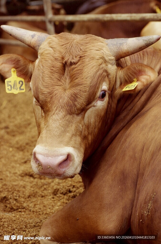 棕色牛特写
