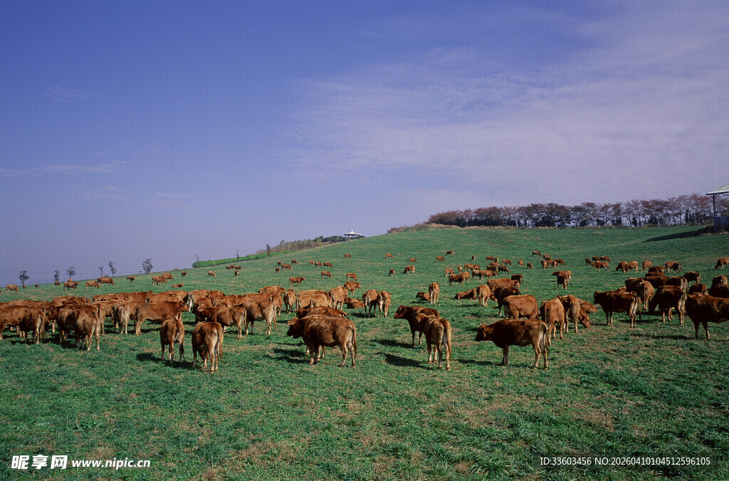 草原上的牛群