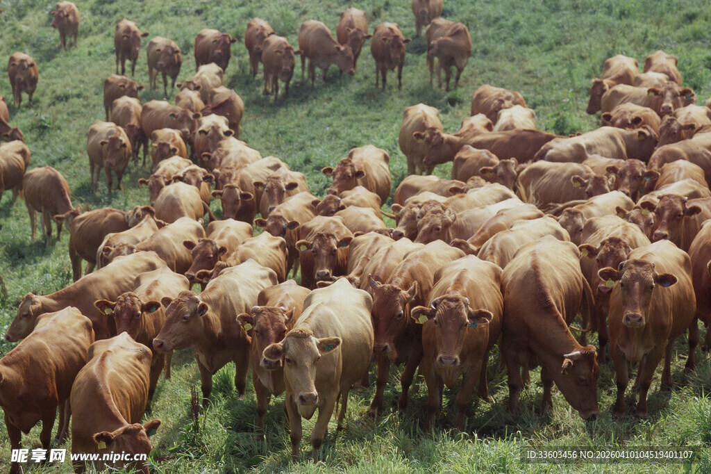 草原上的牛群