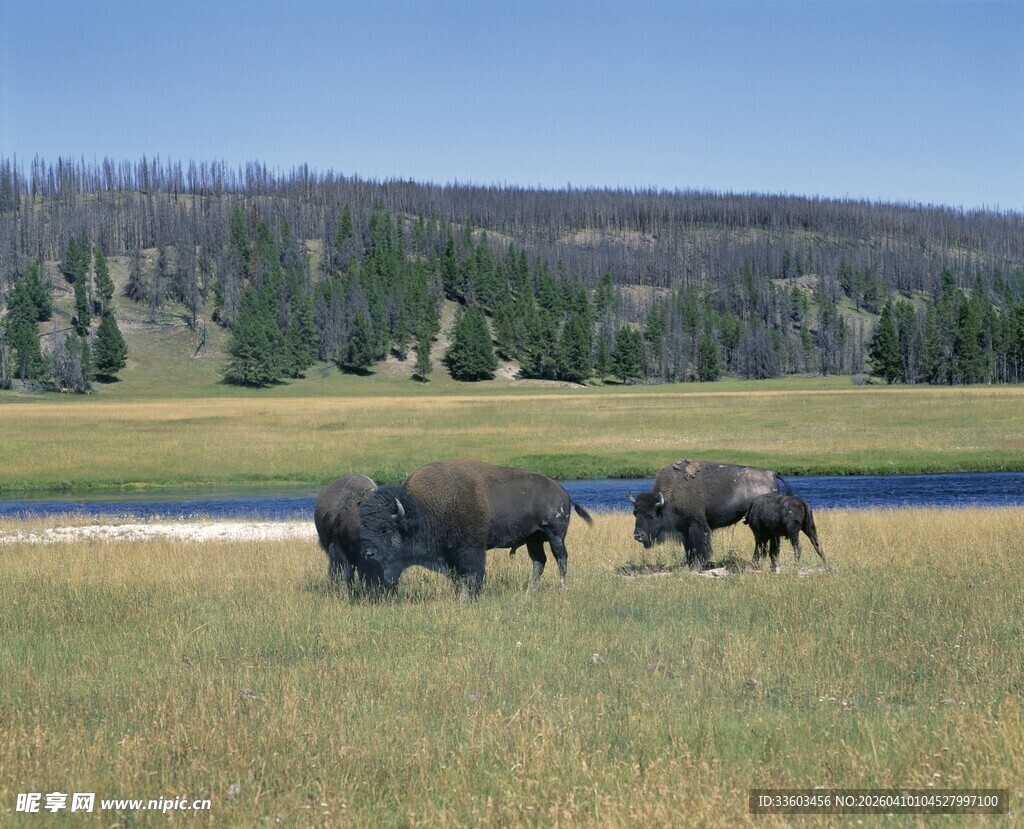 草原上的野牛群