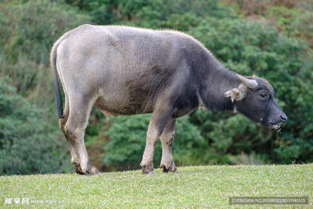草地上的水牛