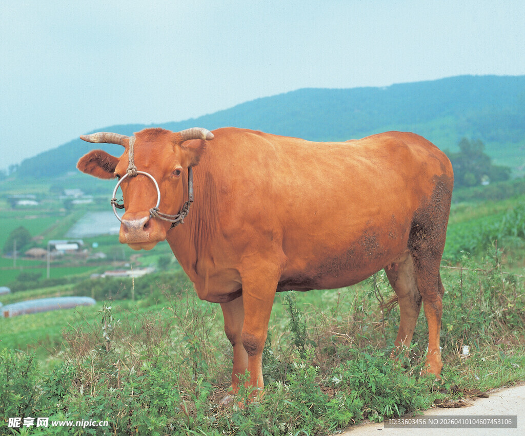田野边的棕色耕牛