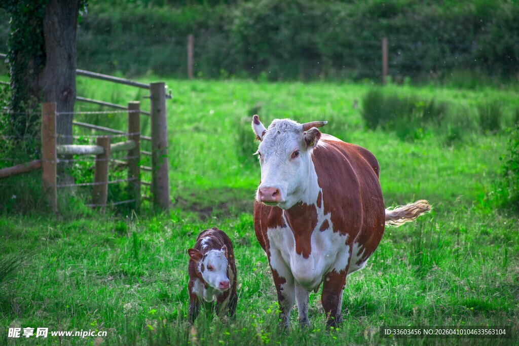 母牛与小牛的田园温馨画面