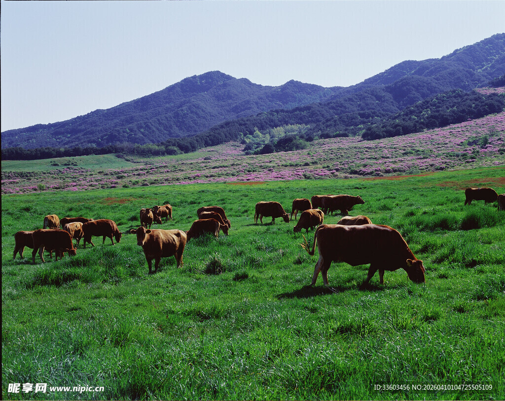 草原上的牛群悠然觅食