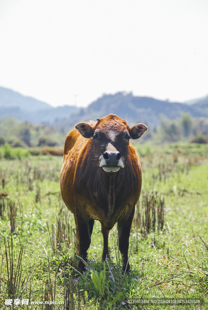 田野中的棕色奶牛