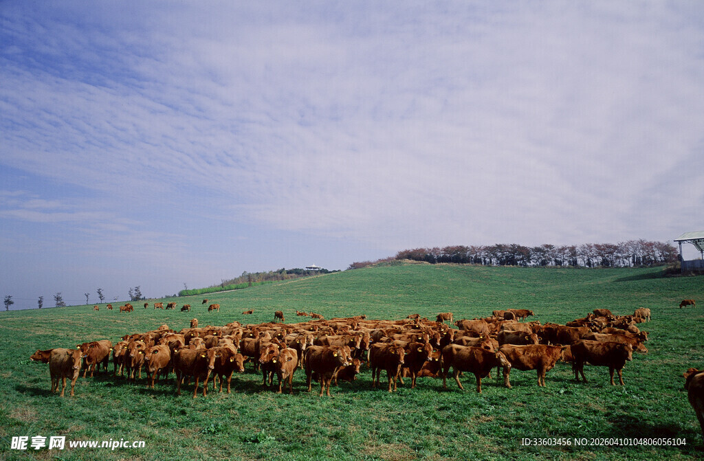 草原上的牛群