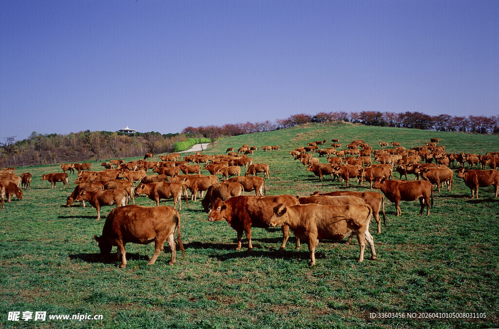 草原上的牛群