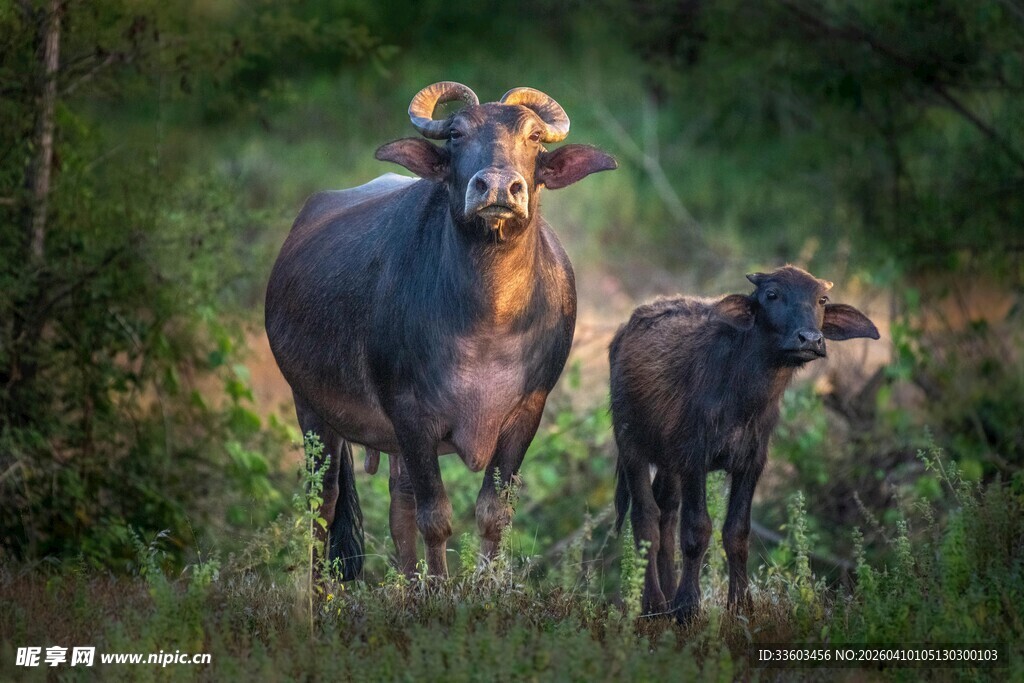 母牛与小牛站在草地间