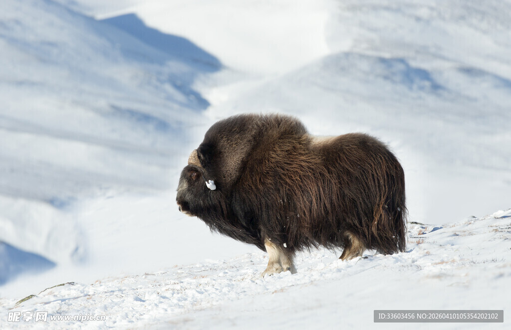 雪地上的牦牛