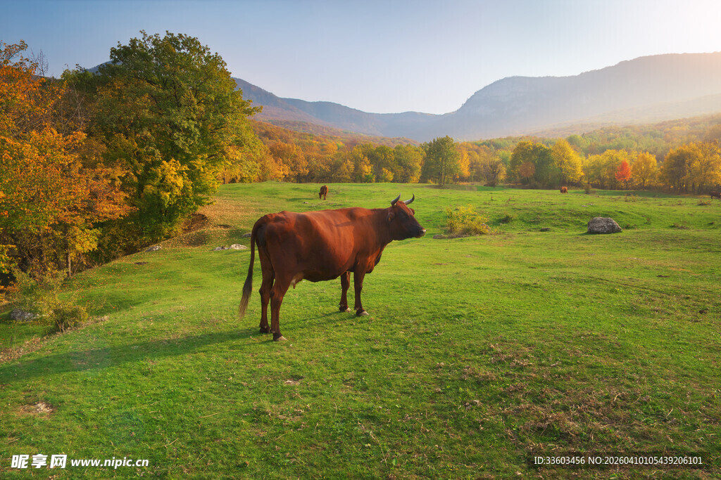 秋日牧场上的孤独耕牛