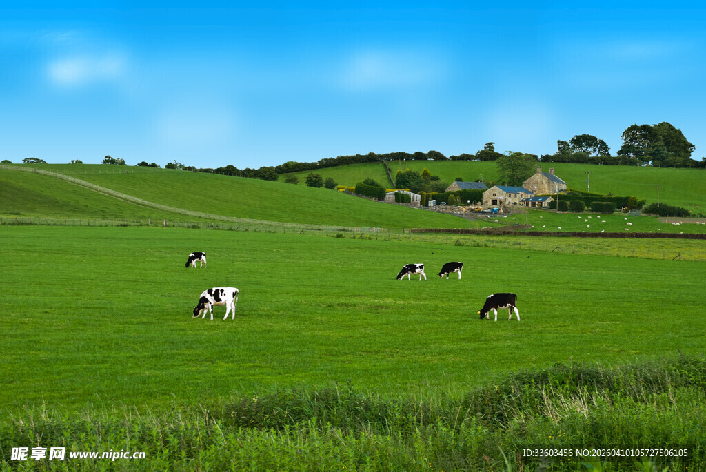 草原上悠闲吃草的牛群