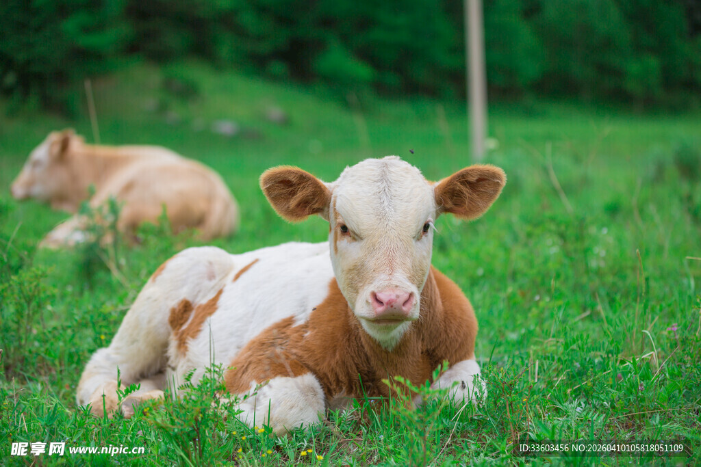 草地上的可爱小牛