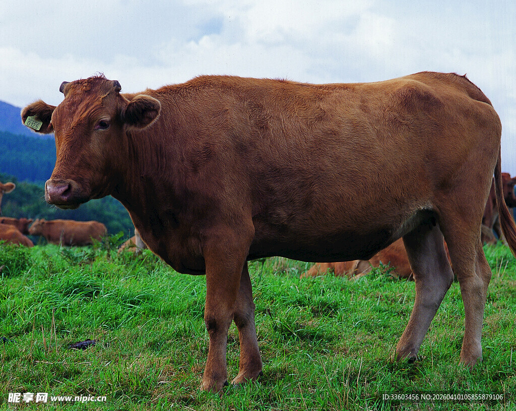 草原上的棕色壮硕牛