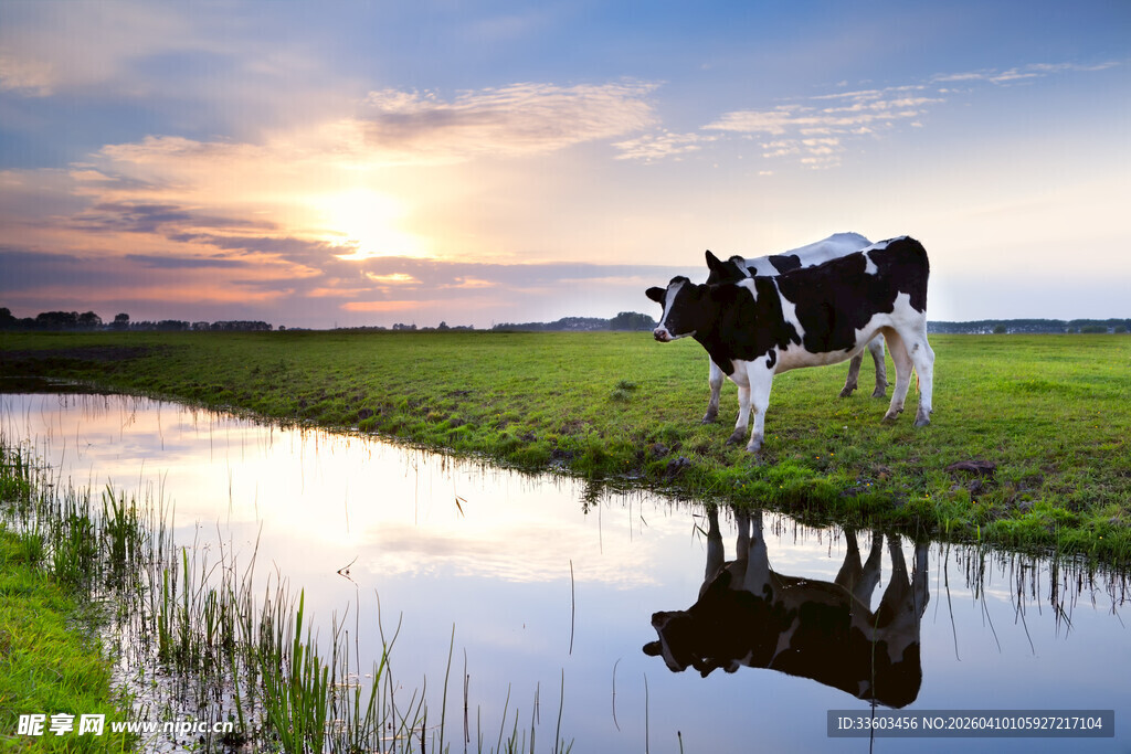 夕阳下溪边的奶牛