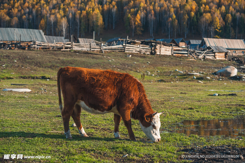 草原上的棕色耕牛