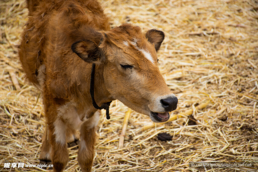 小牛在干草堆中行走