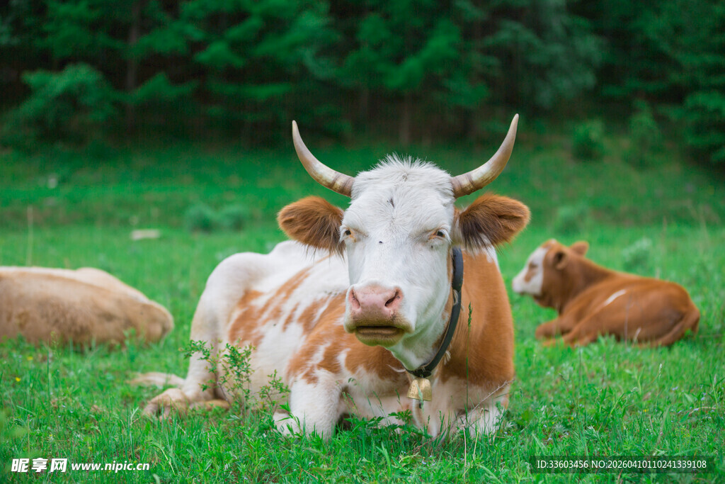 草地上休憩的几头奶牛