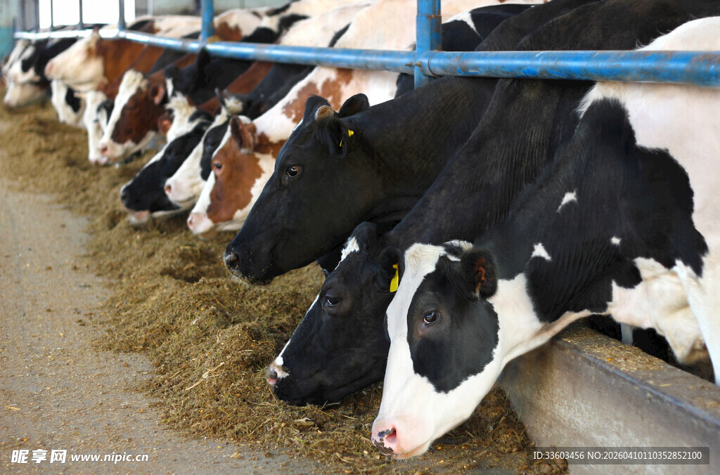 奶牛进食场景