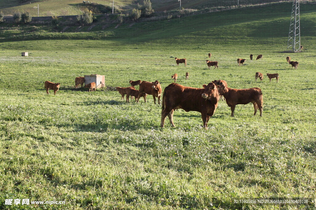 草原上的牛群