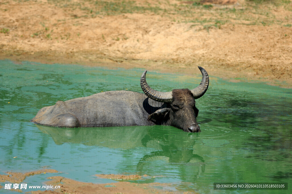 水中水牛