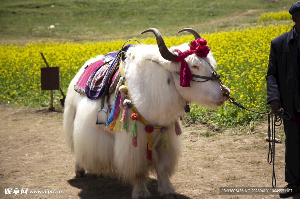 草原上的装饰牦牛