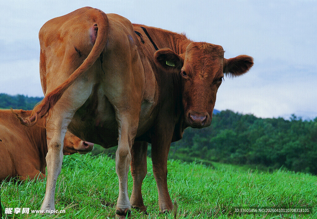 草地上的两头棕色牛